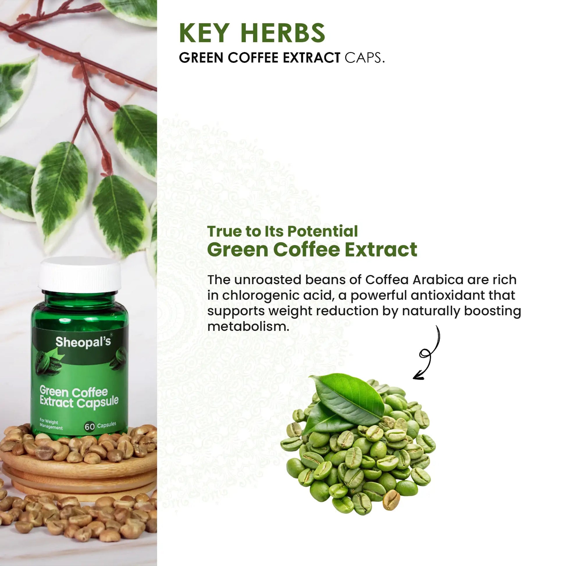 Green Coffee Extract Capsule Sheopals