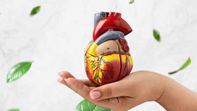helps heart beat maintain
