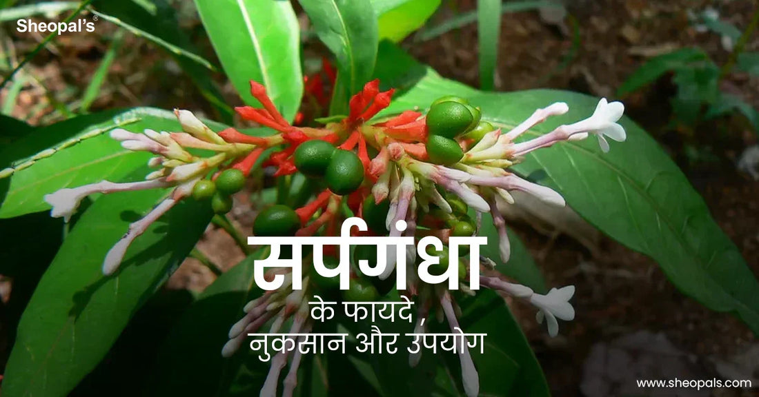 सर्पगंधा के फायदे , नुकसान और उपयोग