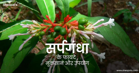 सर्पगंधा के फायदे , नुकसान और उपयोग