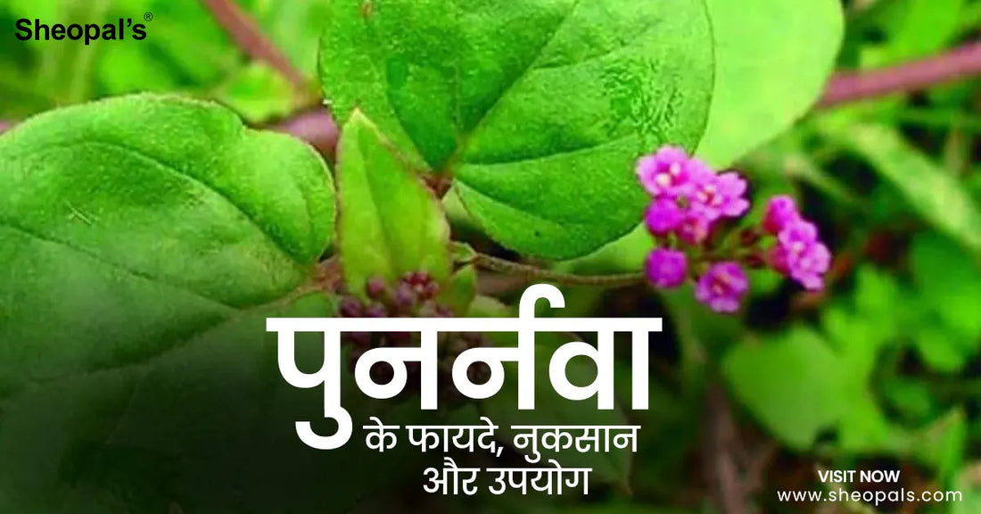 पुनर्नवा के फायदे (Punarnava Ke Fayde)