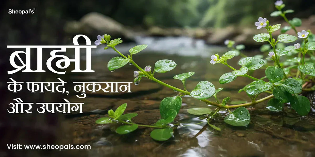 ब्राह्मी के फायदे - Bramhi Benefits