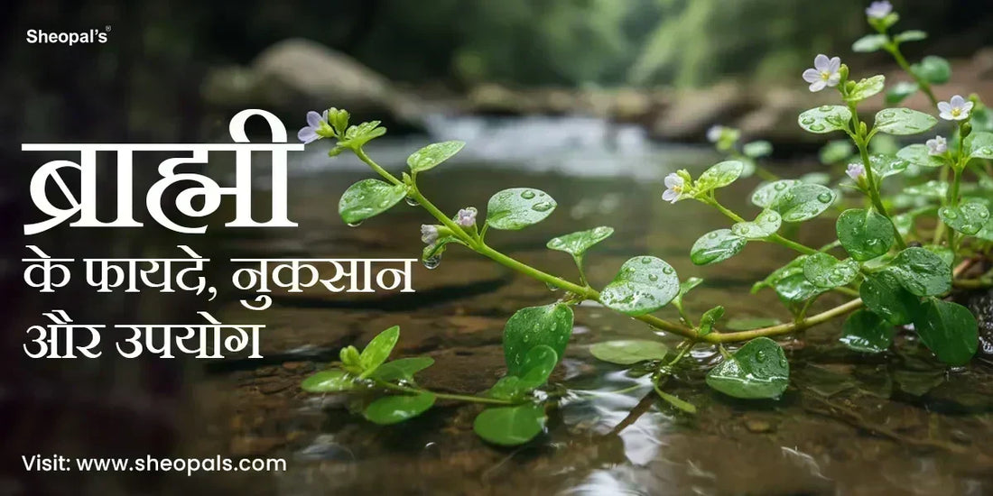 ब्राह्मी के फायदे - Bramhi Benefits