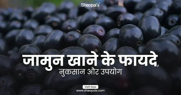जामुन खाने के फायदे, नुकसान और उपयोग  - Jamun khane ke Fayde,Uses And Side Effects In Hindi