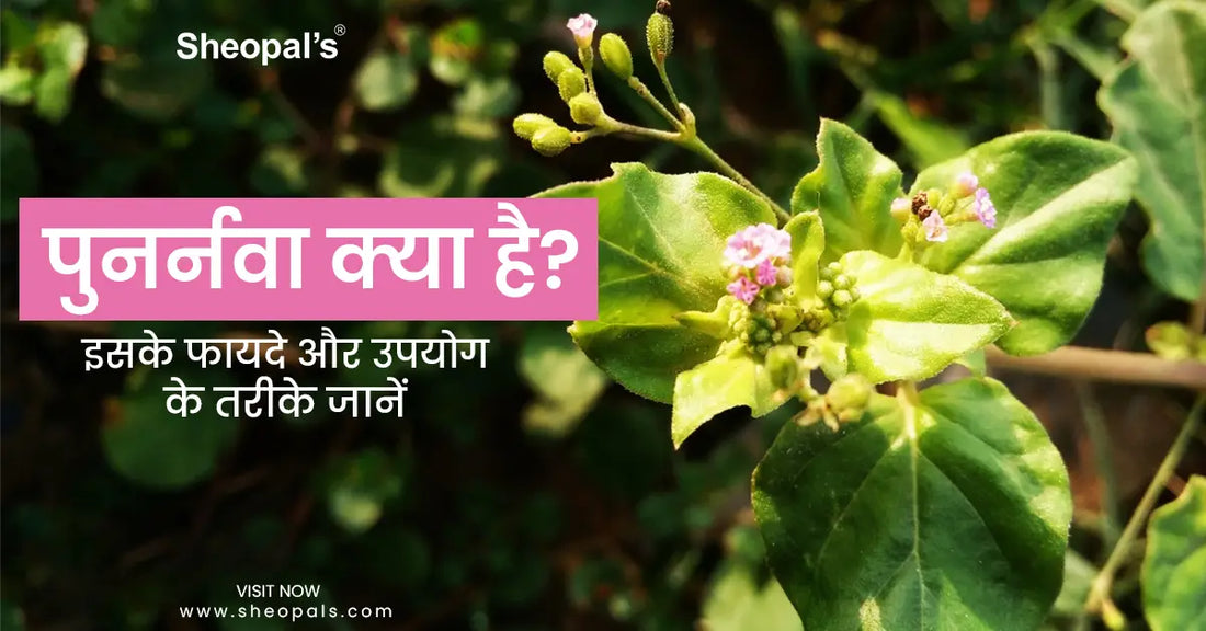 पुनर्नवा क्या है? इसके फायदे और उपयोग के तरीके जानें